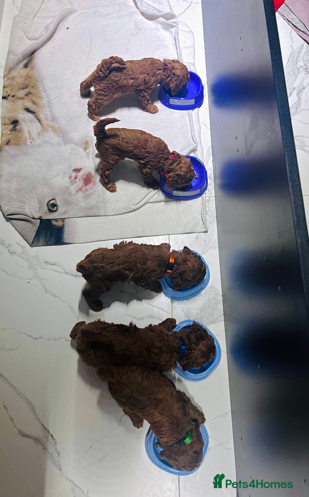 Toy Poodle dogs for sale: Charming Toy Poodle Puppies Ready for Their Homes - Image 9