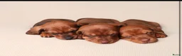 Dachshund dogs for sale: Dachshund choc-based-red puppies available now!! - Advert 17