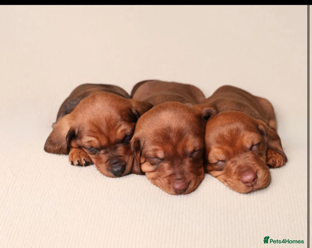 Dachshund dogs for sale: Dachshund choc-based-red puppies available now!! - Advert 17