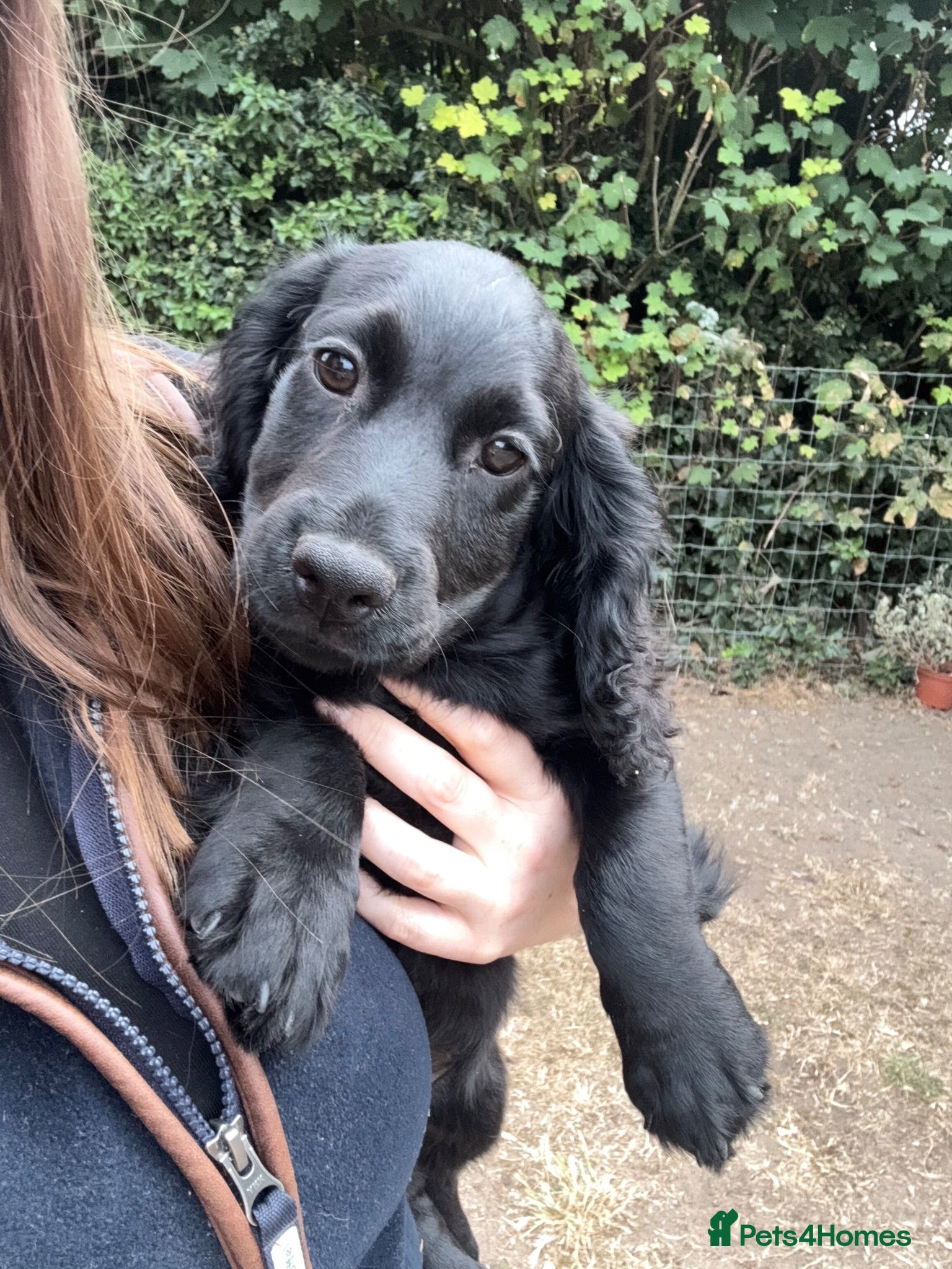 Cocker Spaniel dogs Black cocker spaniel male pup  - Advert 1