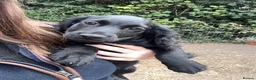 Cocker Spaniel dogs for sale: Black cocker spaniel male pup  - Advert 1