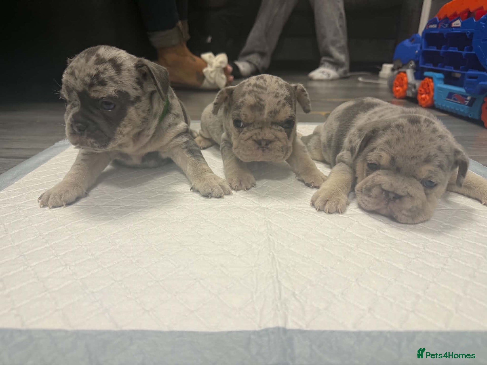 Frug dogs 6 stunning blue Merle Frug puppies  - Advert 1