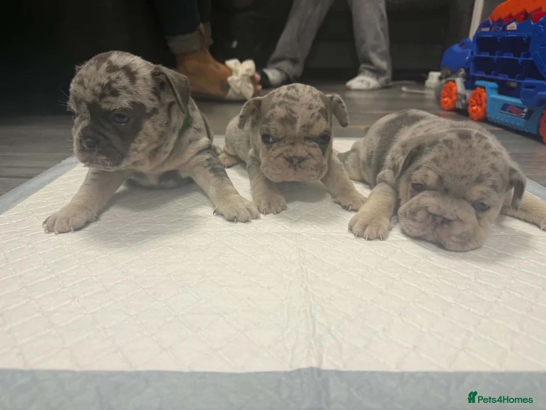 Frug dogs for sale: 6 stunning blue Merle Frug puppies  in Eastleigh - Advert 1