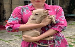 Italian Greyhound dogs for sale: Italian greyhound puppies KC reg European Lineage in Leeds - Image 1