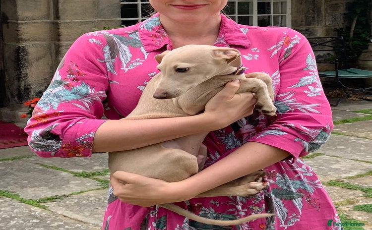 Italian Greyhound dogs in Leeds - Advert 8