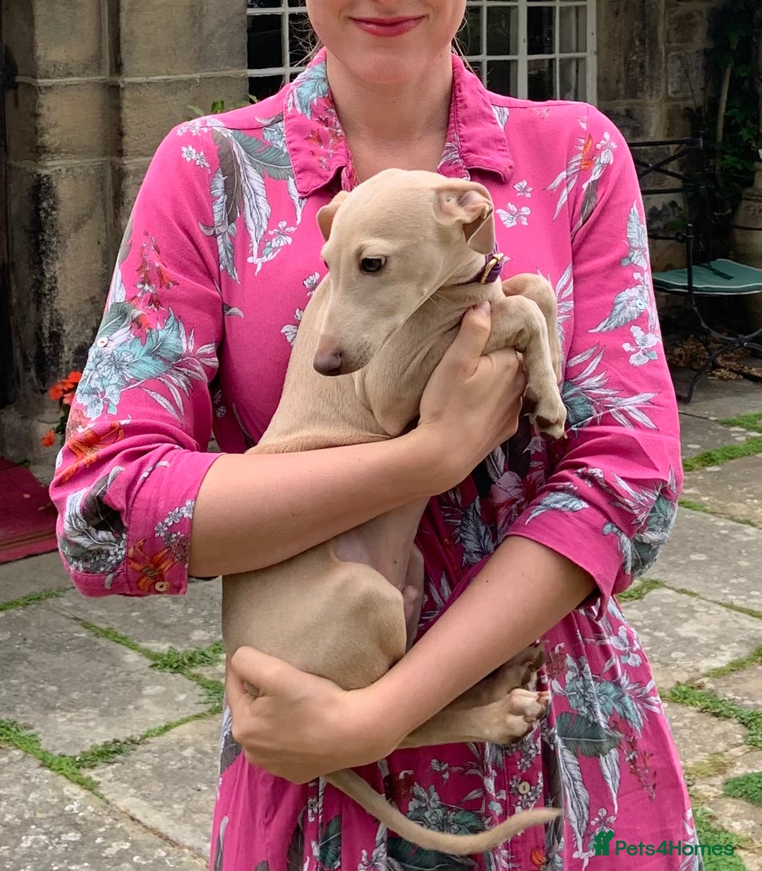 Italian Greyhound dogs for sale: Italian greyhound puppies KC reg European Lineage in Leeds - Image 1