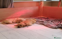Golden Retriever dogs for sale: Beautiful Golden Retriever pups - Image 9