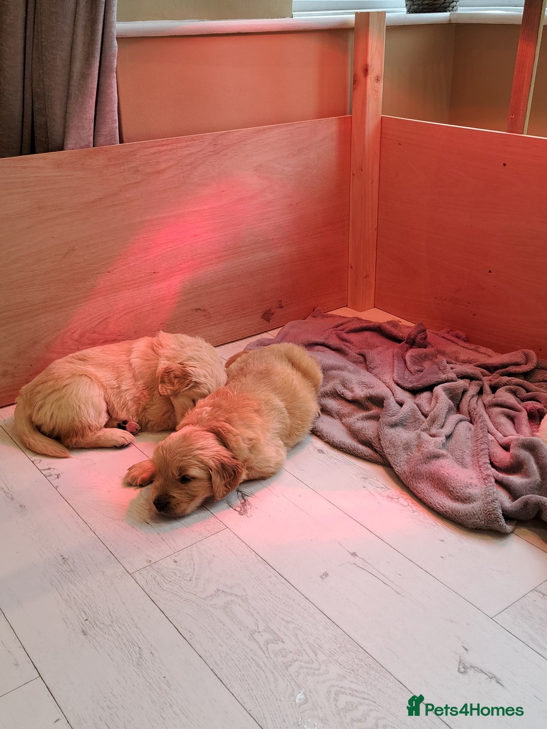 Golden Retriever dogs for sale: Beautiful Golden Retriever pups - Image 9