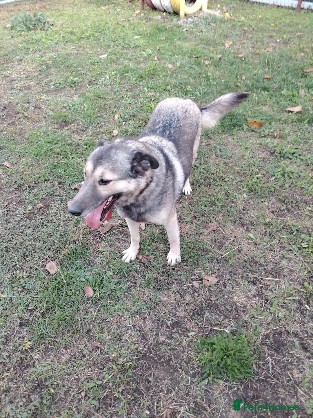 Mixed Breed dogs for adoption: Orville 💙 - Advert 3