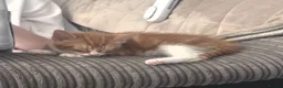 Mixed Breed cats for sale: Female kitten  - Advert 5