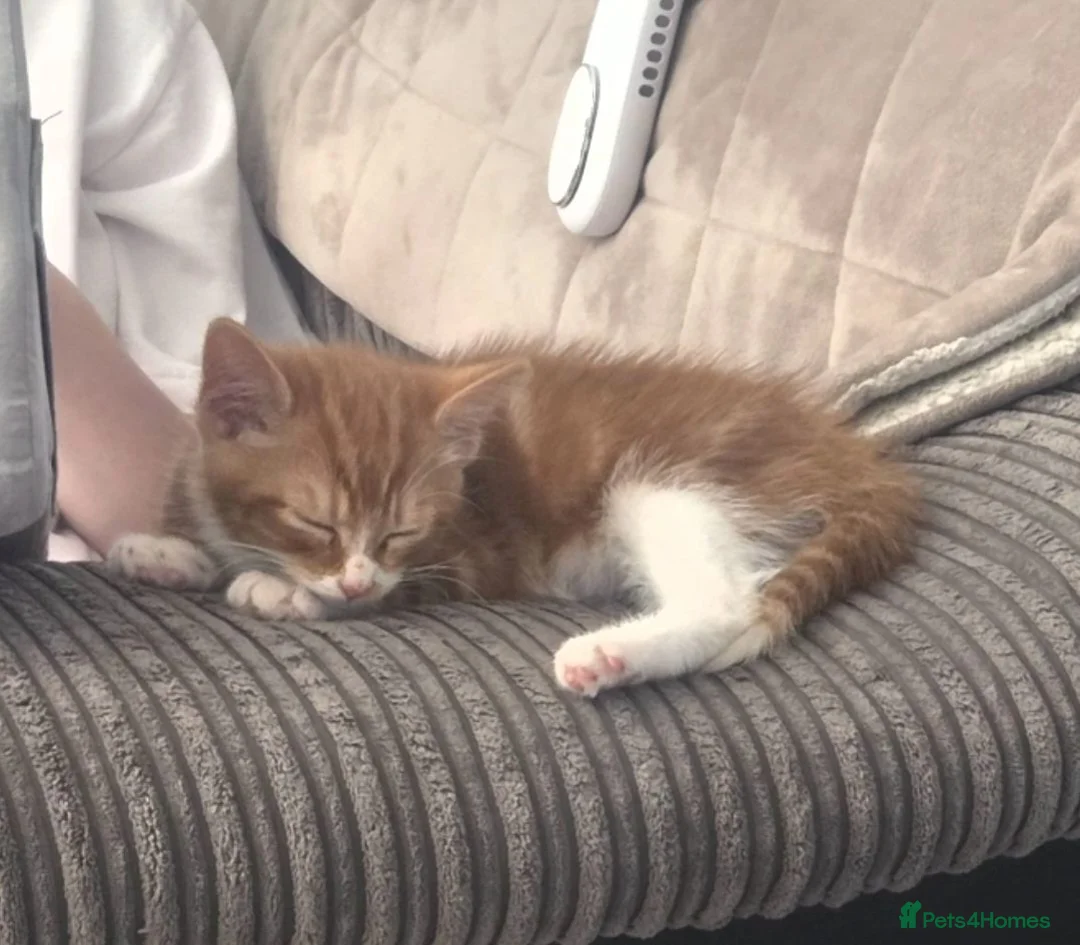 Mixed Breed cats for sale: Female kitten  - Advert 5