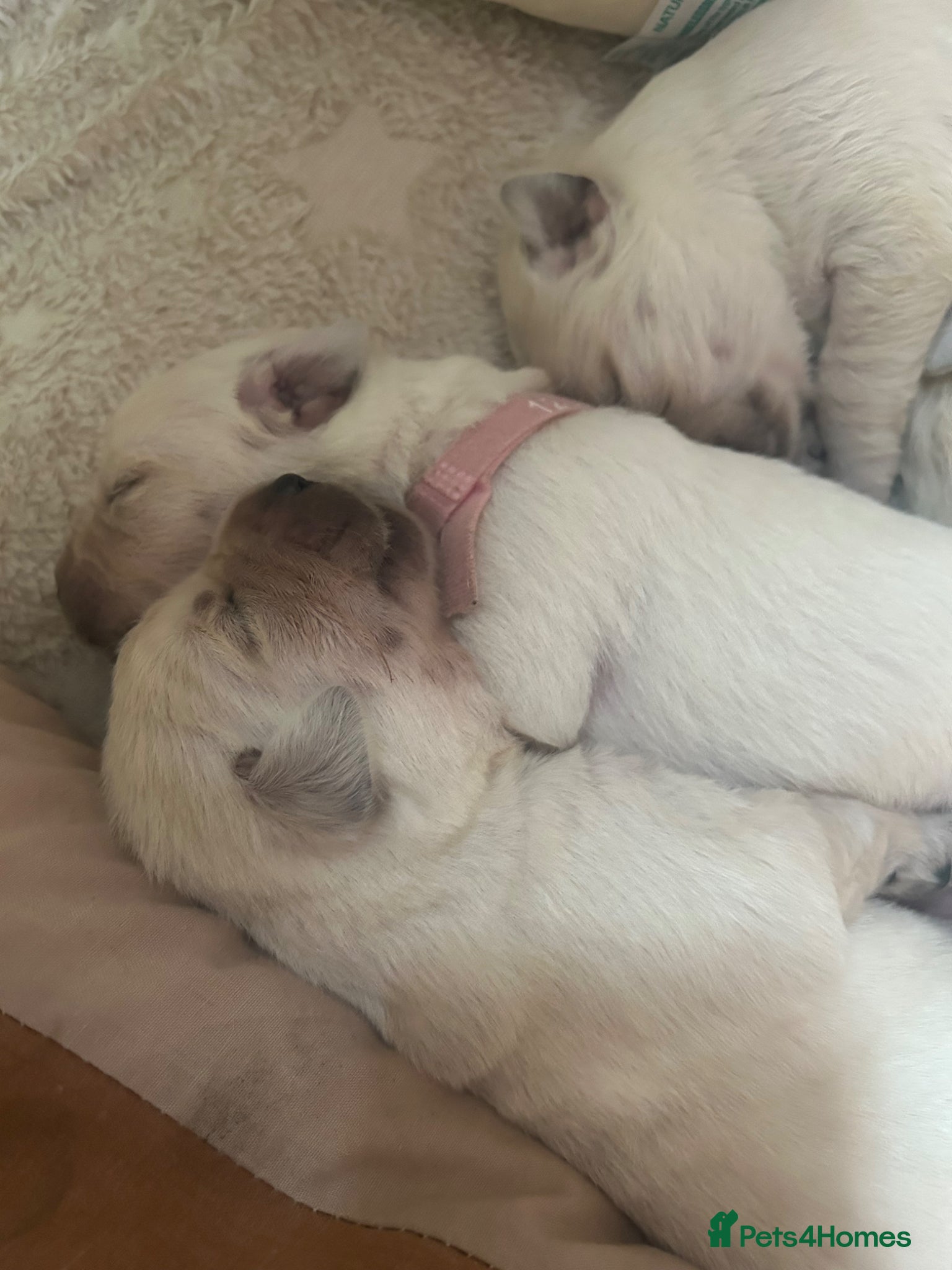 Labrador Retriever dogs Labrador retriver - Advert 18