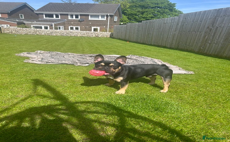 French Bulldog dogs Frenchie for sale - Advert 1