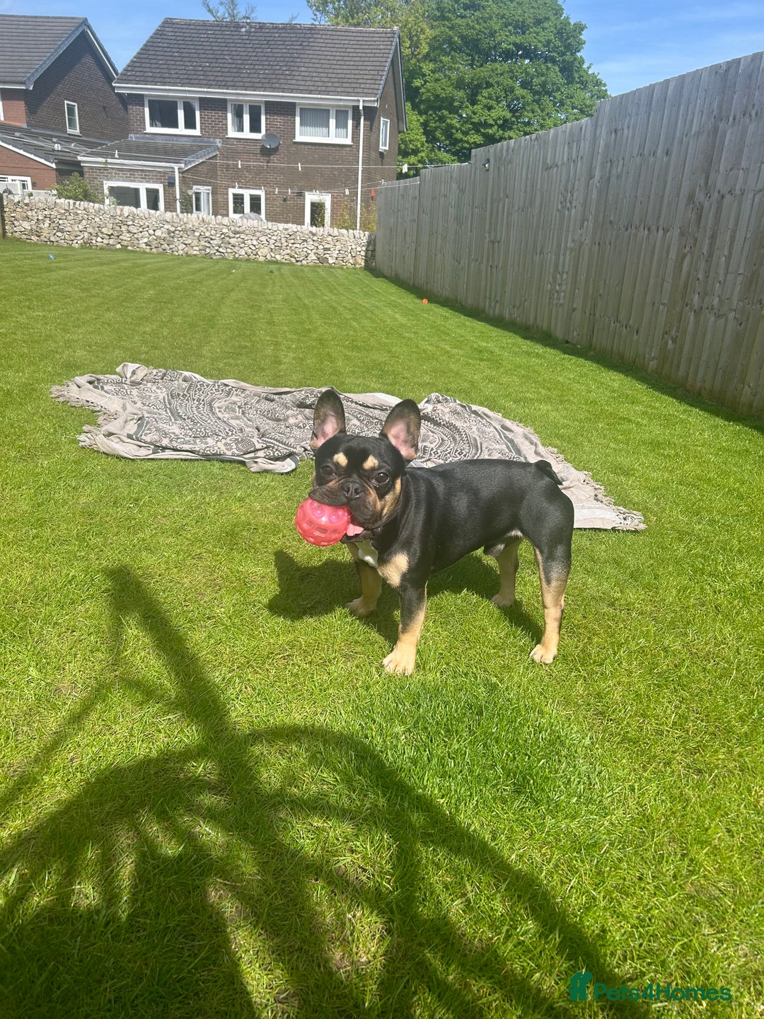 French Bulldog dogs for sale: Frenchie for sale - Advert 1