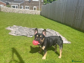 French Bulldog dogs Frenchie for sale - Advert 1