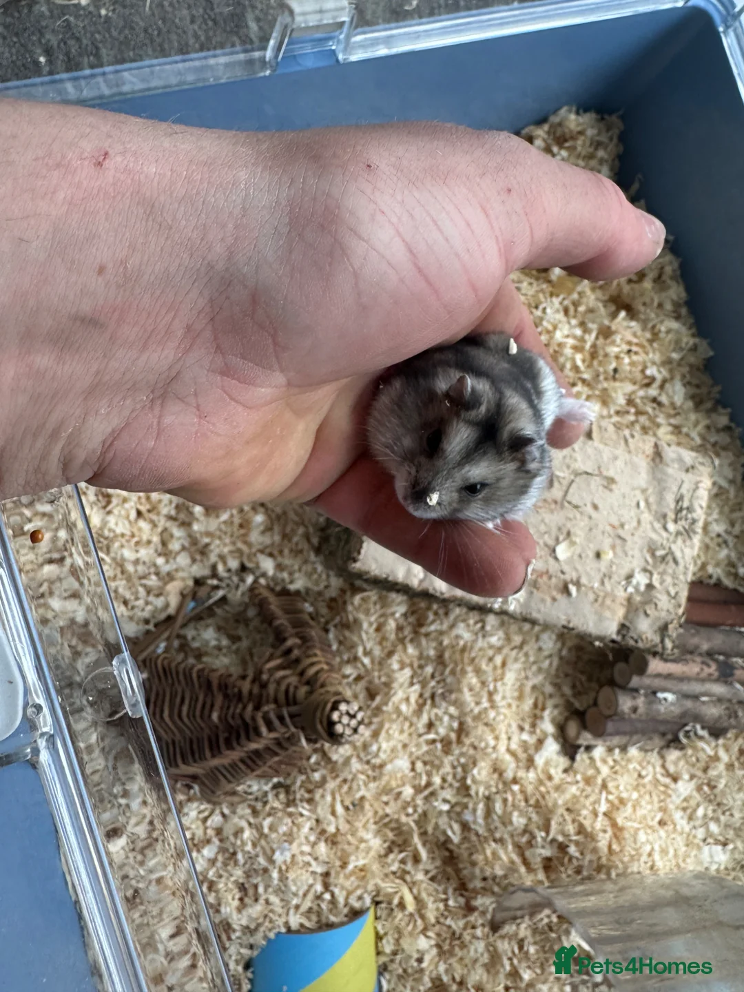 Hamster rodents for sale: Russian dwarf female hamster and set up  - Advert 3