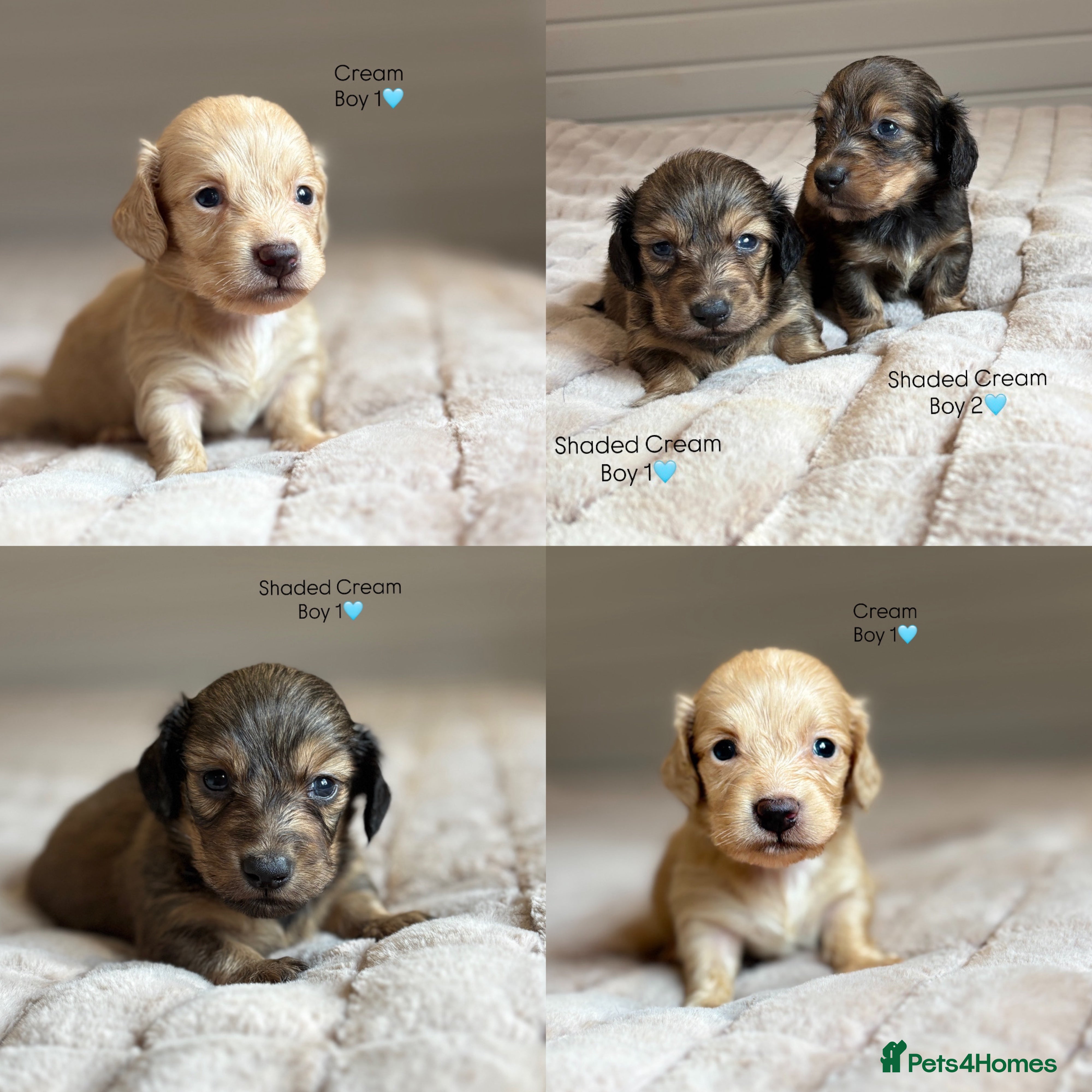 Miniature Dachshund dogs KC CREAM LONG HAIRED MINIATURE DACHSHUNDS🤍 - Advert 9