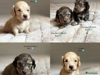 Miniature Dachshund dogs KC CREAM LONG HAIRED MINIATURE DACHSHUNDS🤍 - Advert 9