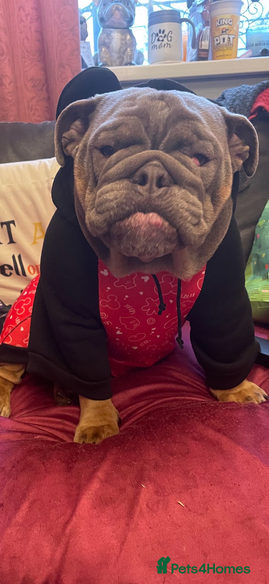 French Bulldog dogs for sale: 4 yr male French bull dog, 3 yr british bull dog  - Advert 3
