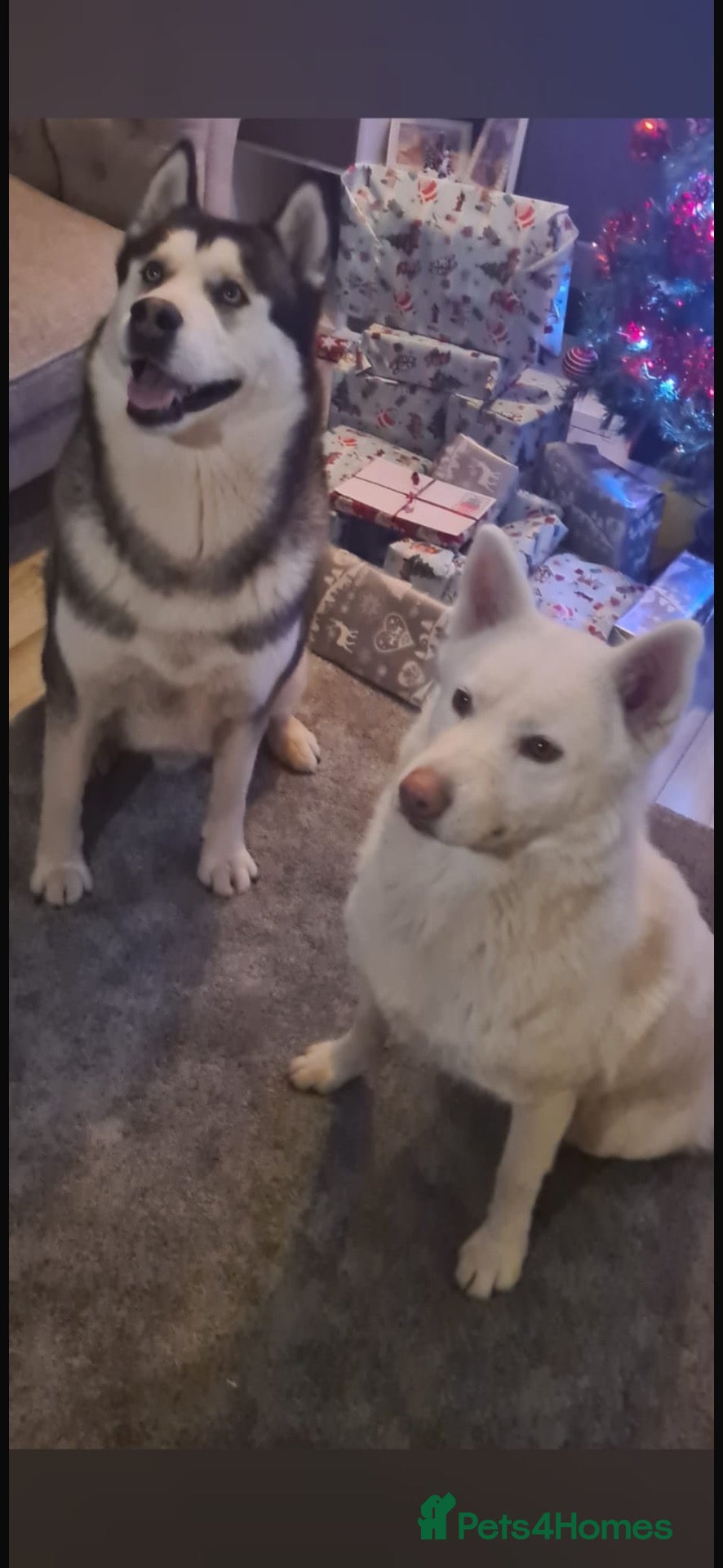 Siberian Husky dogs for sale: Sibirian huskey puppies for sale  - Advert 1