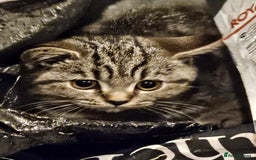British Shorthair cats for sale: GCCF Reg Chocolate Silver Spotted Tabby BSH Boys - Image 15