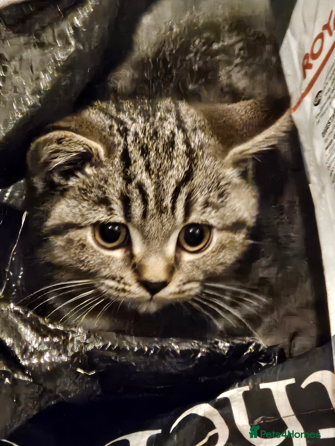 British Shorthair cats for sale: GCCF Reg Chocolate Silver Spotted Tabby BSH Boys - Image 15