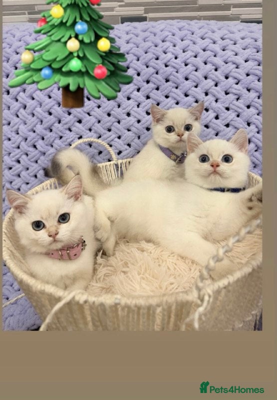 British Shorthair cats British Shorthair Kitten Golden Tipped Colourpoint - Advert 4