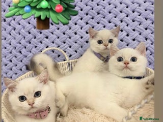 British Shorthair cats British Shorthair Kitten Golden Tipped Colourpoint - Advert 14