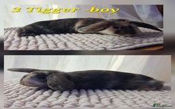 Mixed Breed rabbits for sale: Super cute rex x lop bunnies - Image 4