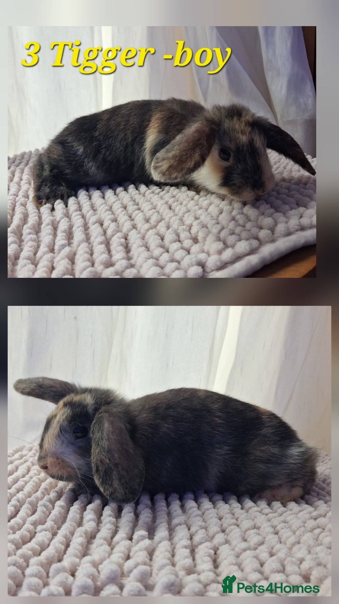Mixed Breed rabbits for sale: Super cute rex x lop bunnies - Image 4