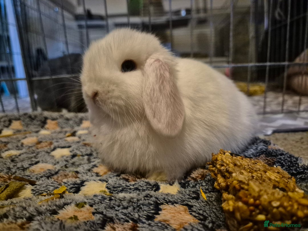 Mini Lop rabbits for sale: 💙 Baby Minilops Ready 25th💙  - Image 8