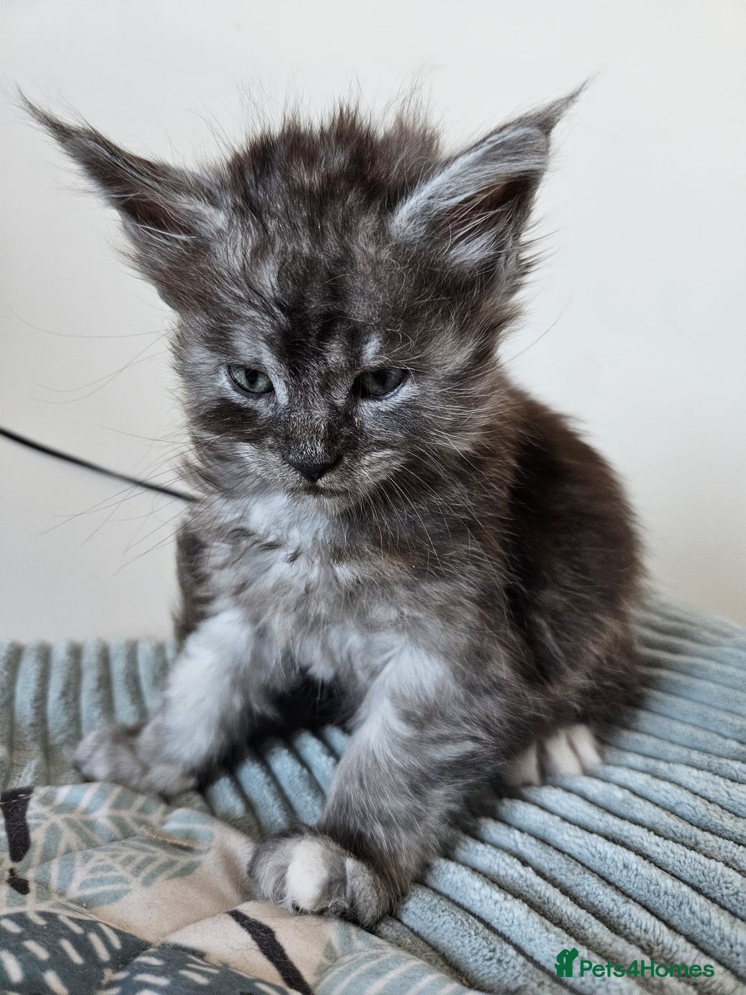 Maine Coon cats for sale: Maine coon kittens  - Advert 8