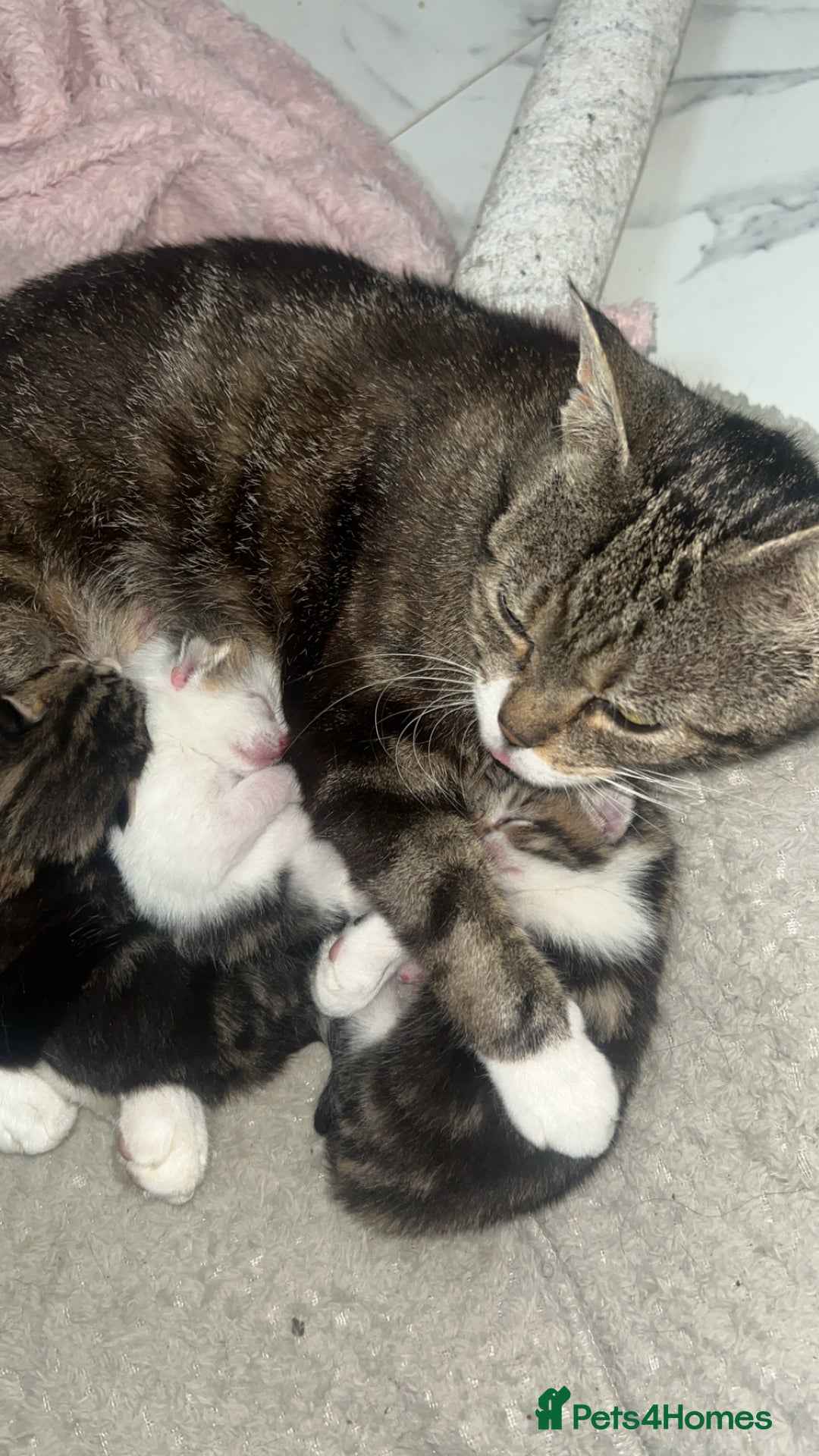 European cats for sale: Kittens - Image 6