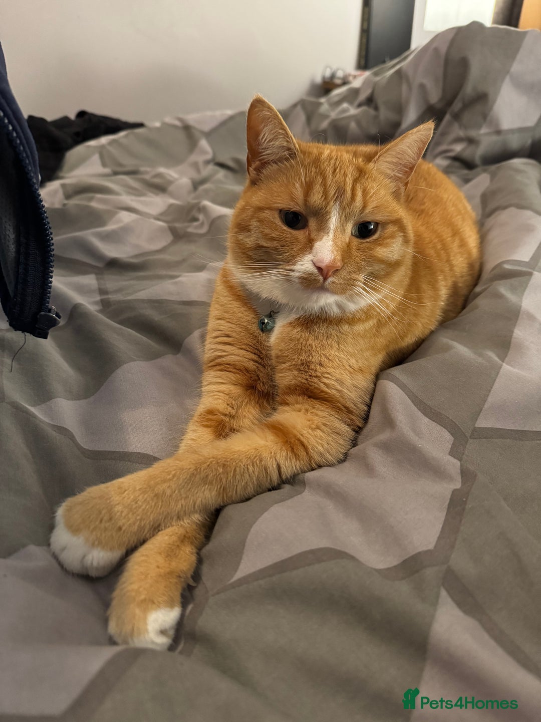 British Shorthair cats for sale: Neutered male - Advert 6