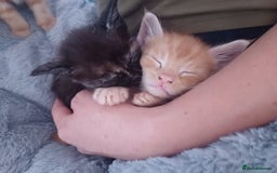 Maine Coon cats for sale: 5 chunky male, 1 female maine coon - Image 15