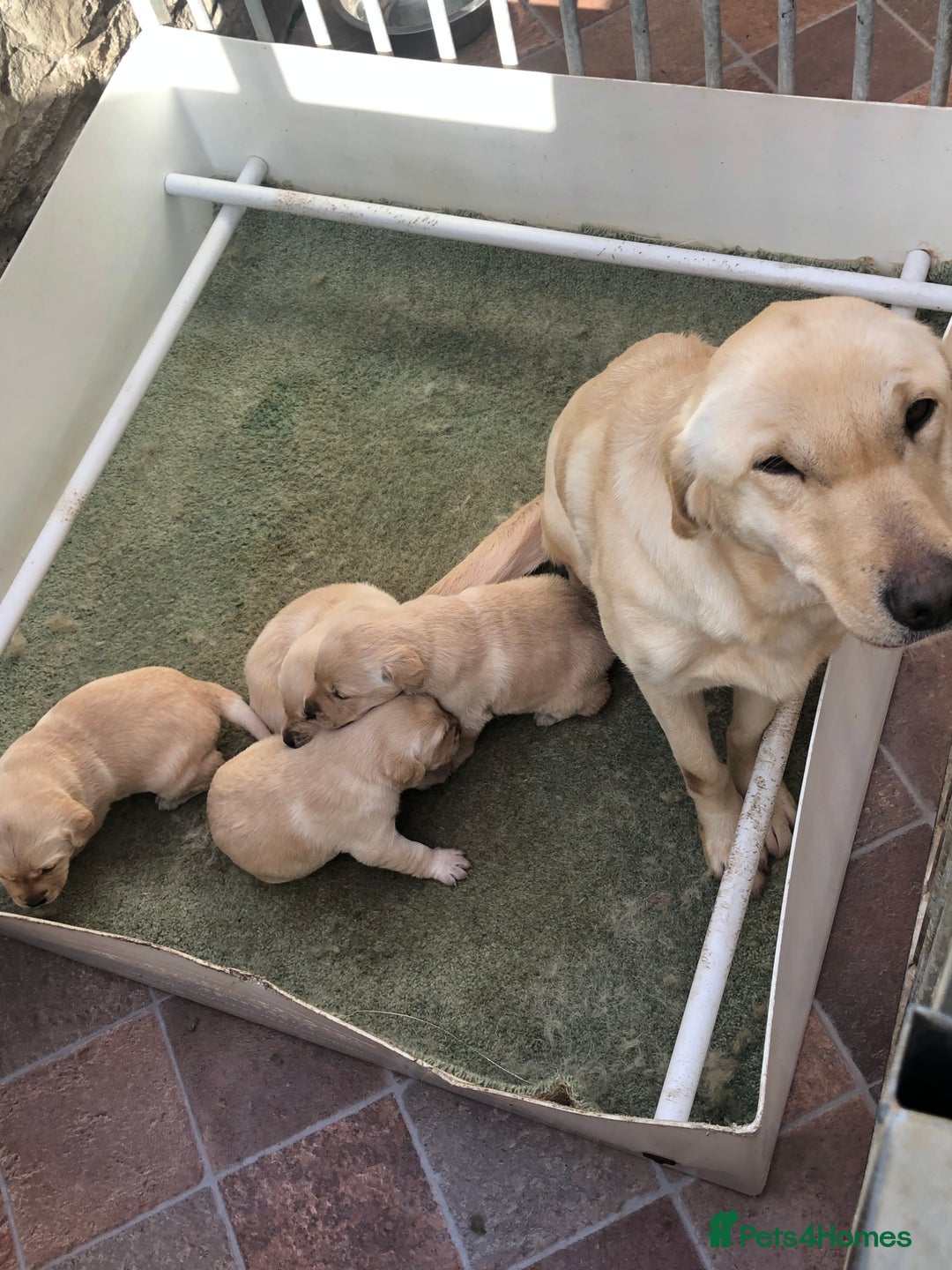 Labrador Retriever dogs for sale: Yellow Labrador bitch pups - Image 4
