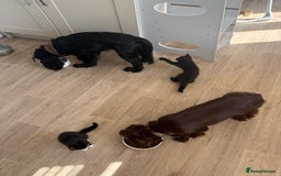 British Shorthair cats for sale: British short hair cross  - Image 15