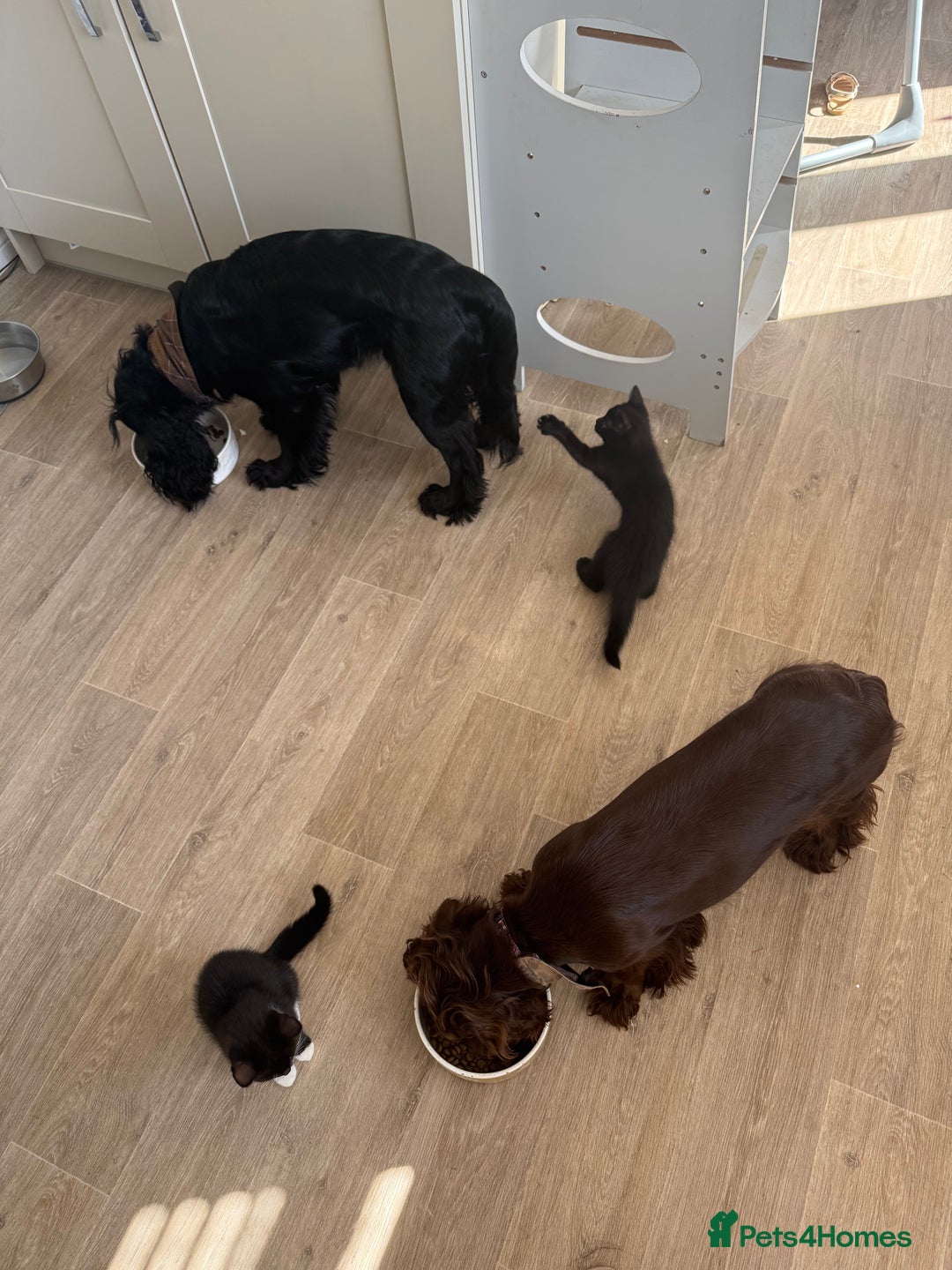 British Shorthair cats for sale: British short hair cross  - Image 15