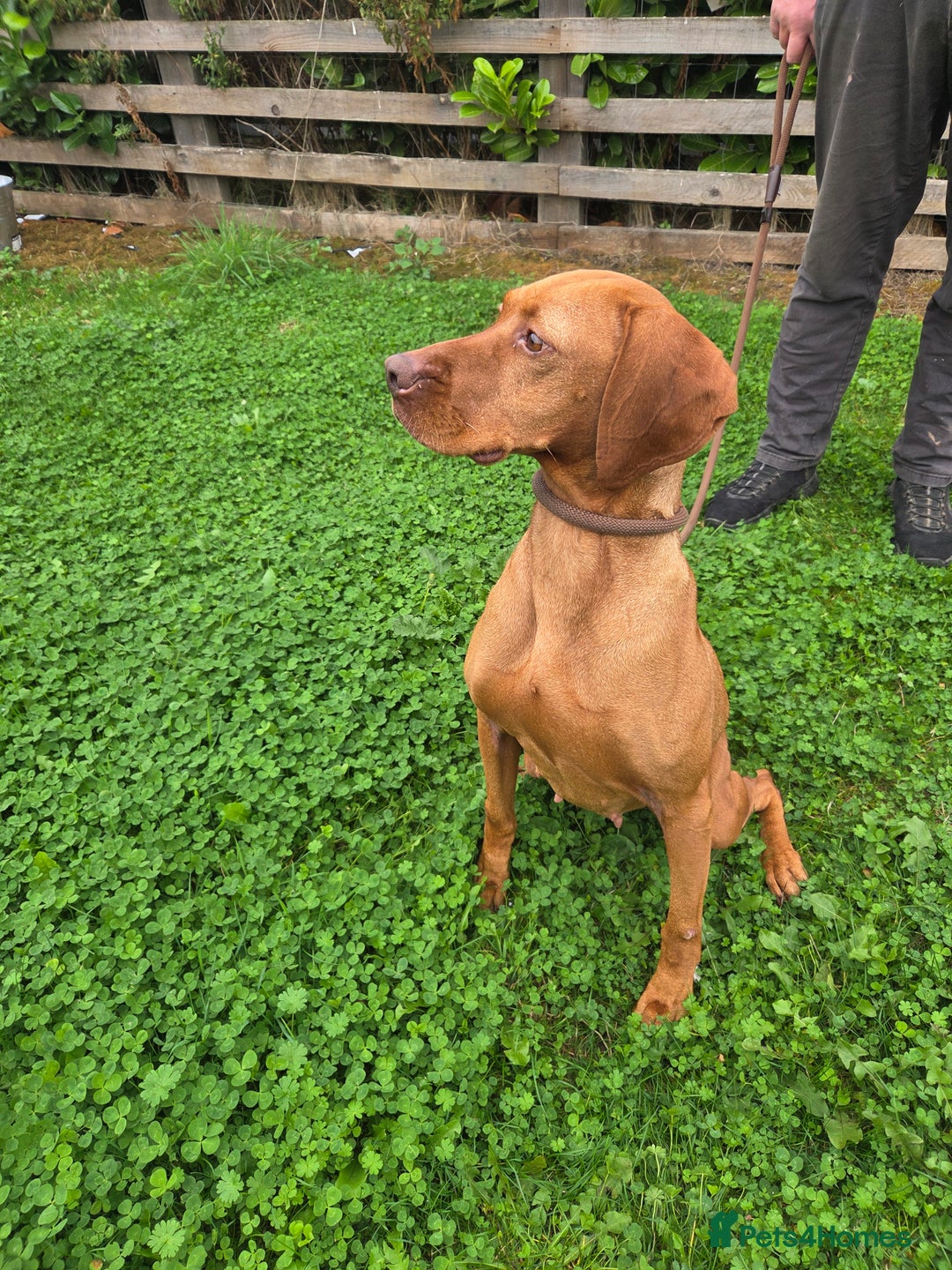 Hungarian Vizsla dogs for sale: 🧡 beautiful retired gundog Vizsla 🧡 - Image 3
