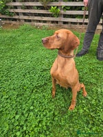 Hungarian Vizsla dogs - Advert 1