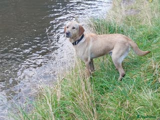 Labrador Retriever dogs GOLDEN LABRADOR STUD – HOBIE 🐾 - Advert 8