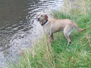 Labrador Retriever dogs GOLDEN LABRADOR STUD – HOBIE 🐾 - Advert 4