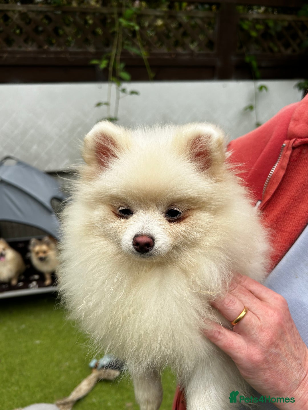 Pomeranian dogs for sale: Beautiful Pomeranian Teddy Bear Puppies - Image 6