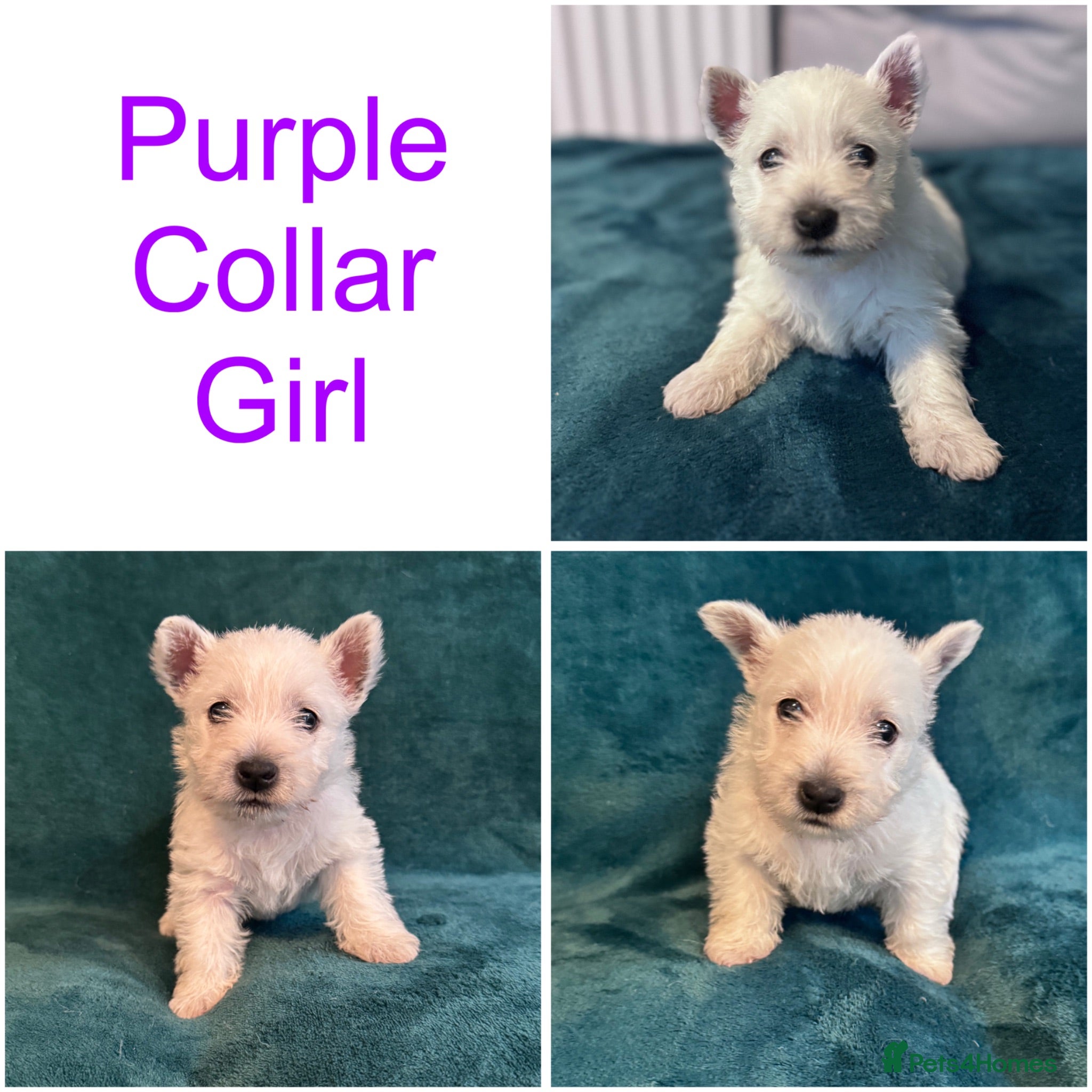 West Highland Terrier dogs 7 Wonderful Westie Pups - Advert 2