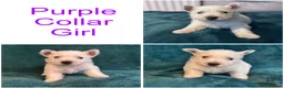 West Highland Terrier dogs for sale: 7 Wonderful Westie Pups - Advert 2