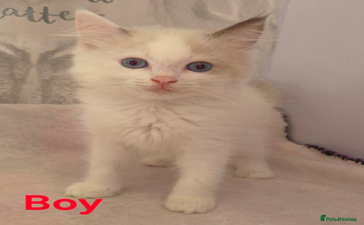 Ragdoll cats - Advert 2