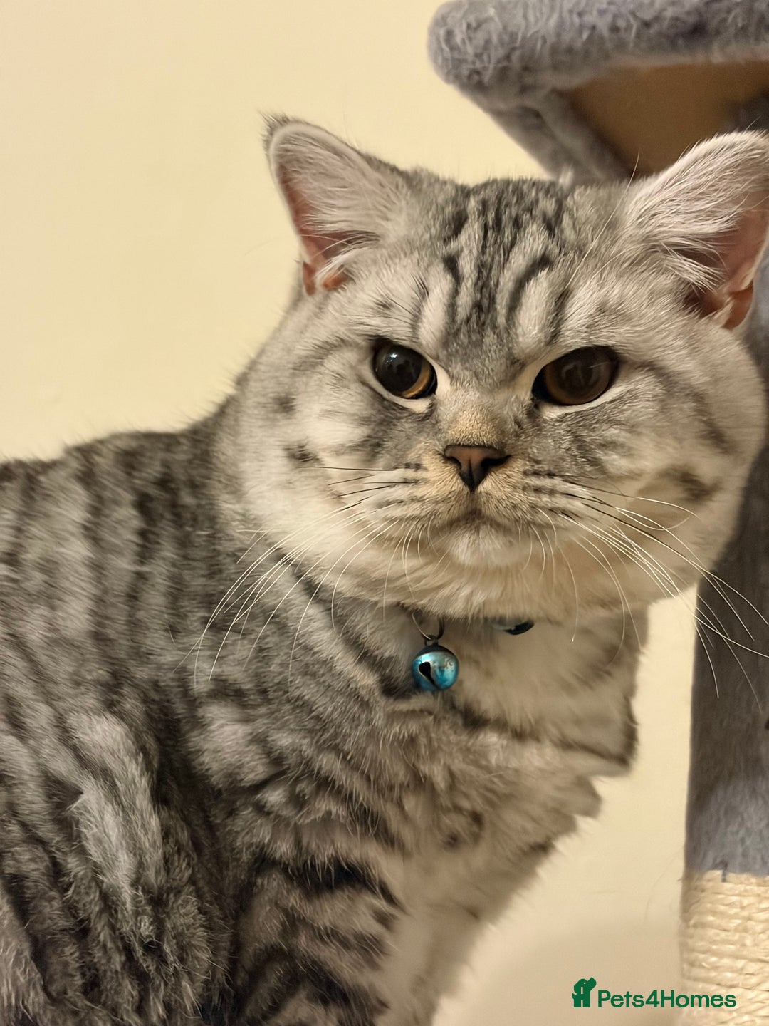 British Shorthair cats for sale: 3 Kittens•Full Pedigree•Champions bloodline•GCCF - Advert 36