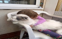 Ragdoll cats for sale: Chunky Quality EU Ragdoll babies - Image 18