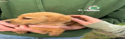 Labrador Retriever dogs for sale: Labrador Puppies - Advert 22