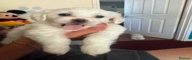Bichon Frise 1